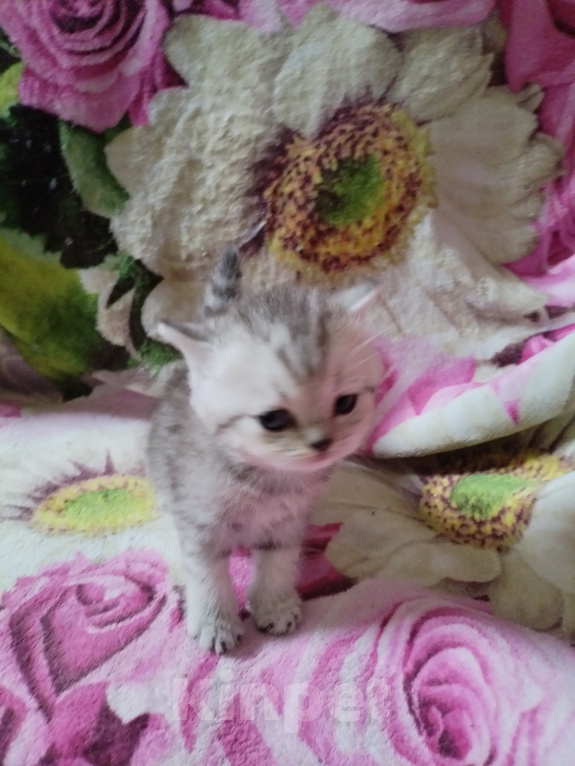 Кошки в Санкт-Петербурге: Котята, серебристая шиншила Девочка, 16 000 руб. - фото 4