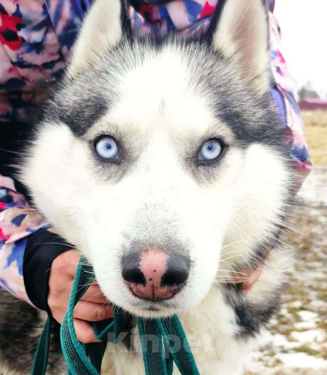 Собаки в Кохме: Хаски Хан ищет семью Мальчик, Бесплатно - фото 3