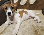 Собаки в Высоковске: Джек-рассел терьер Девочка, 30 000 руб. - фото 3