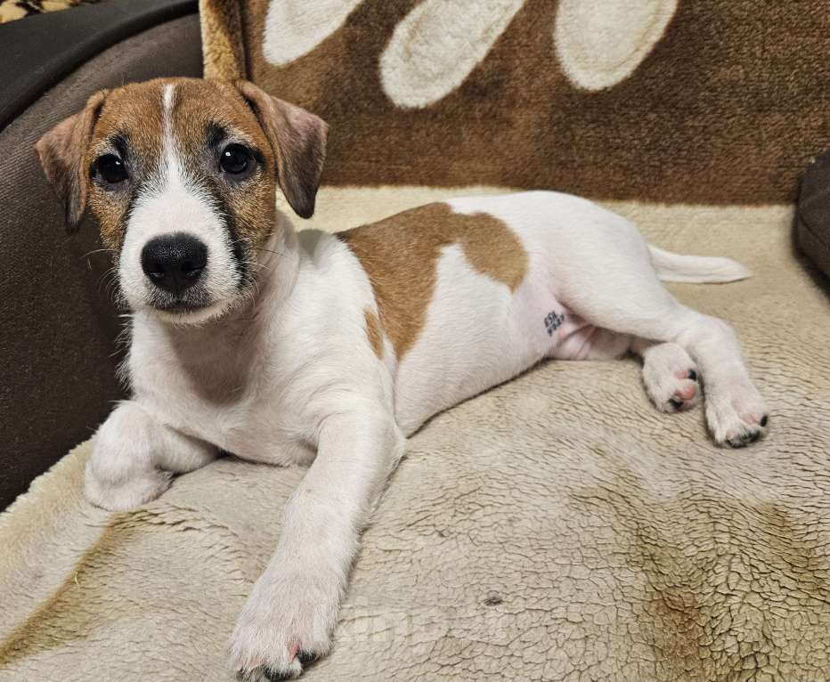 Собаки в Высоковске: Джек-рассел терьер Девочка, 30 000 руб. - фото 3