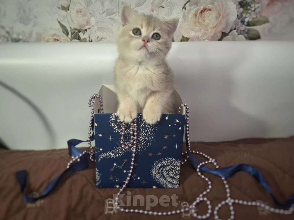 Кошки в Москве: Весна Девочка, 40 000 руб. - фото 1