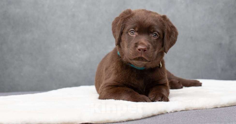 Собаки в Санкт-Петербурге: Щенок лабрадора Девочка  Девочка, 45 000 руб. - фото 2