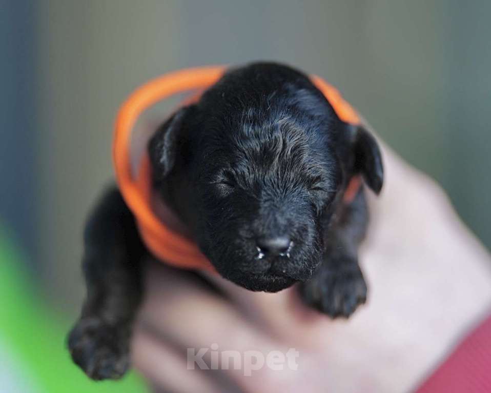 Собаки в Санкт-Петербурге: Щенки пуделя той/миниатюр  Девочка, Бесплатно - фото 5