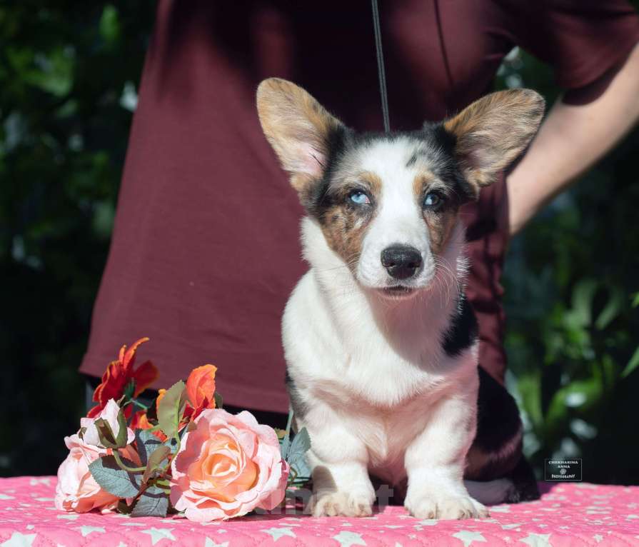 Собаки в Москве: Вельш корги кардиган  Мальчик, 120 000 руб. - фото 5