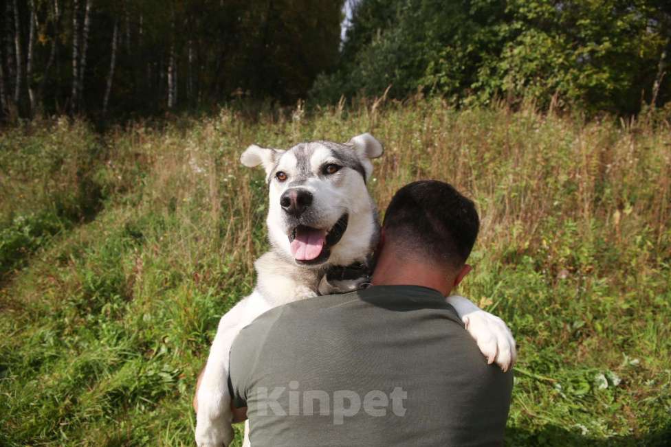 Собаки в Москве: Серенький Мальчик, Бесплатно - фото 23