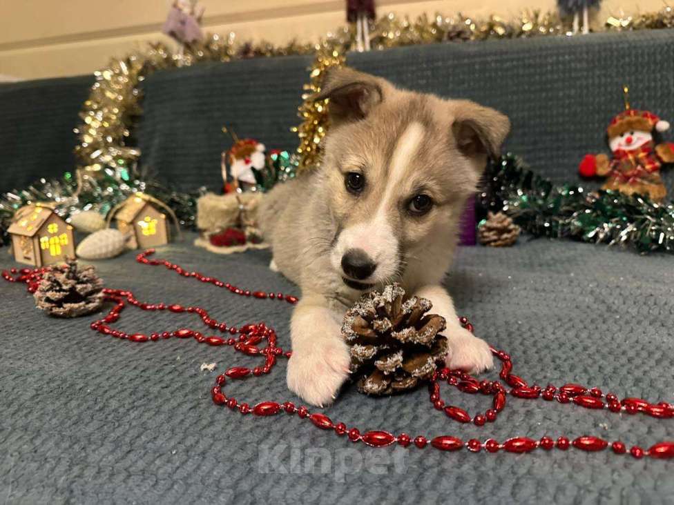 Собаки в Лосином-Петровском: Эдвин якутенок  Мальчик, Бесплатно - фото 8