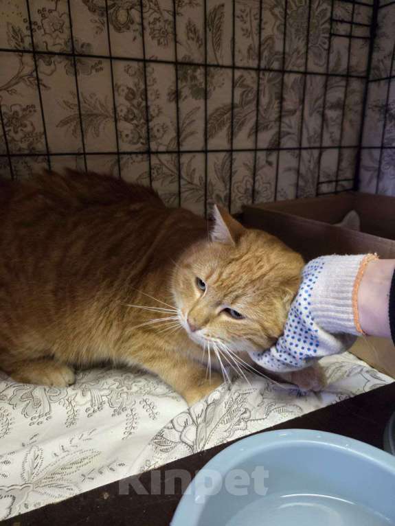 Кошки в Санкт-Петербурге: Рыжик - роскошный ласковый котик Мальчик, Бесплатно - фото 3