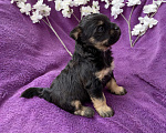 Собаки в Москве: Йорк без перецвета в сталь мальчик чёрный Мальчик, 50 000 руб. - фото 10