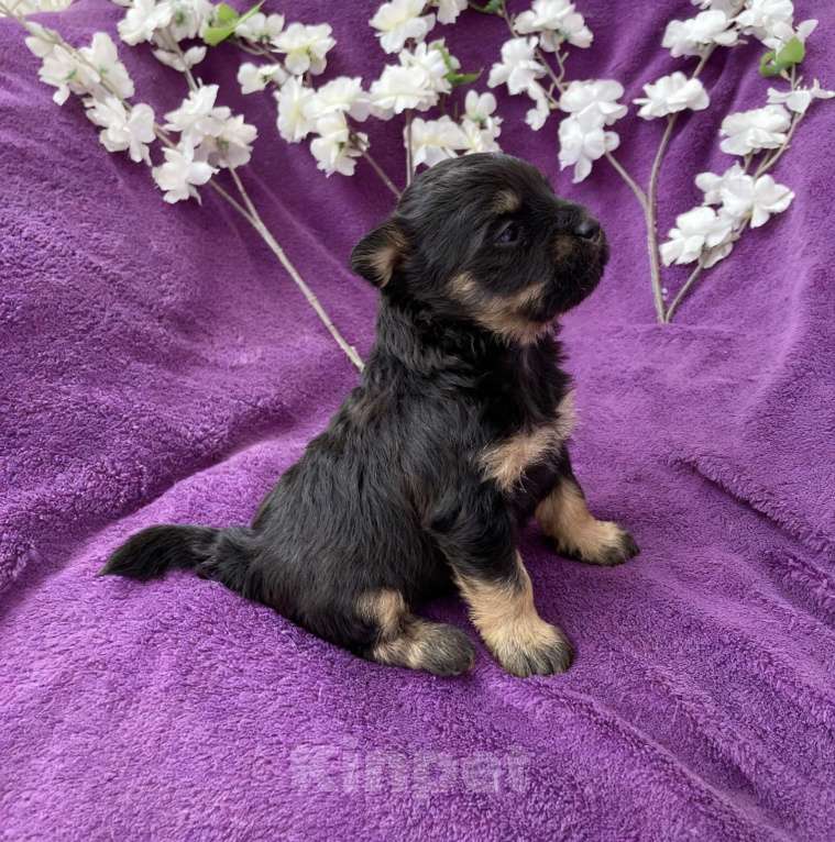 Собаки в Москве: Йорк без перецвета в сталь мальчик чёрный Мальчик, 50 000 руб. - фото 10