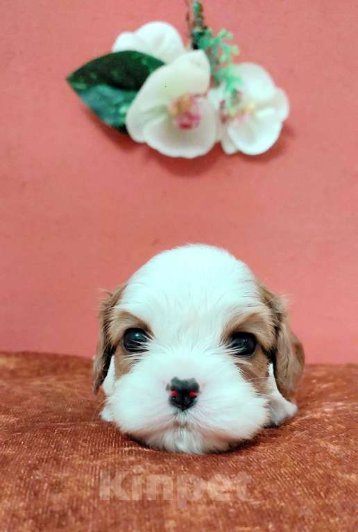 Собаки в Белгороде: Щенки кавалер кинг чарльз спаниель мальчики и девочки  Девочка, Бесплатно - фото 2