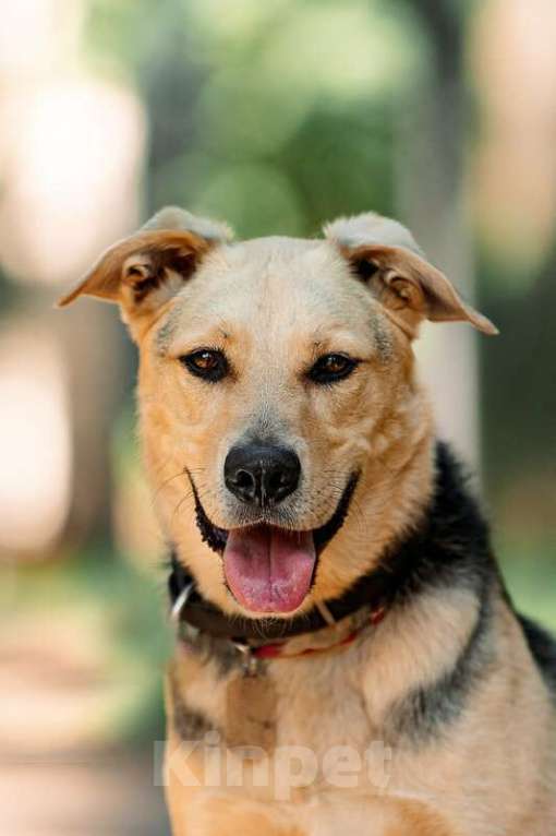 Собаки в Москве: Чудесный пёс Дэнвер в добрые руки. Мальчик, Бесплатно - фото 6