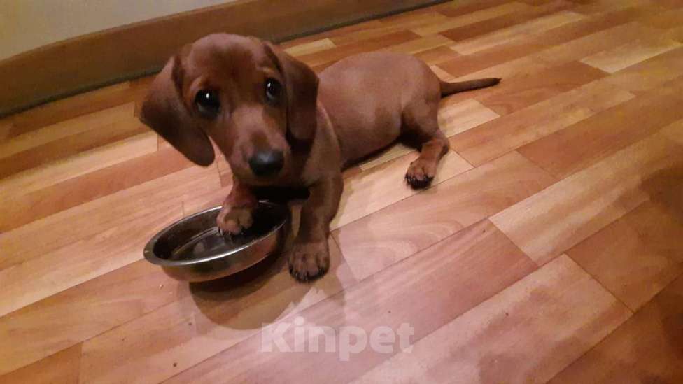 Собаки в Хабаровске: щенок таксы Девочка, 10 000 руб. - фото 2