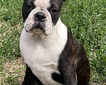 Собаки в Перми: Мальчик Бостон терьер Мальчик, 35 000 руб. - фото 1