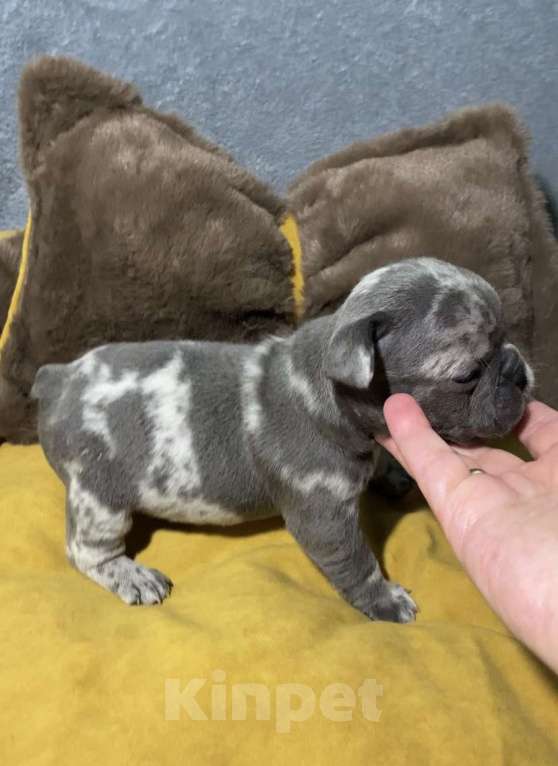 Собаки в Нижнем Новгороде: Щенки французского бульдога. Мальчик, Бесплатно - фото 3