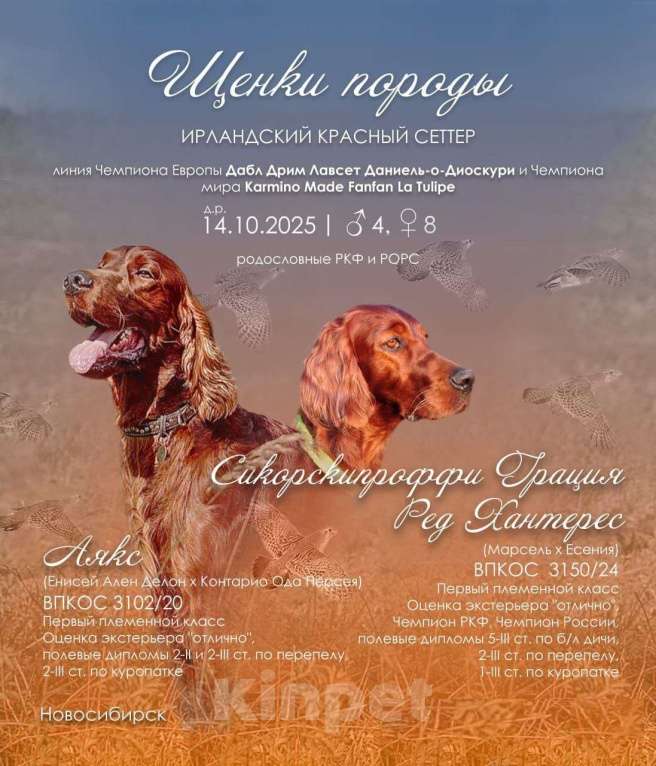 Собаки в Новосибирске: Щенки ирландского сеттера Девочка, 60 000 руб. - фото 2