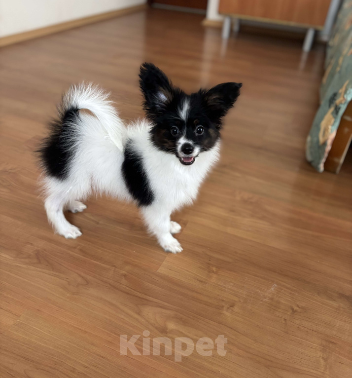 Собаки в Санкт-Петербурге: Яркий мальчик папильона/папийона  Мальчик, 50 000 руб. - фото 1