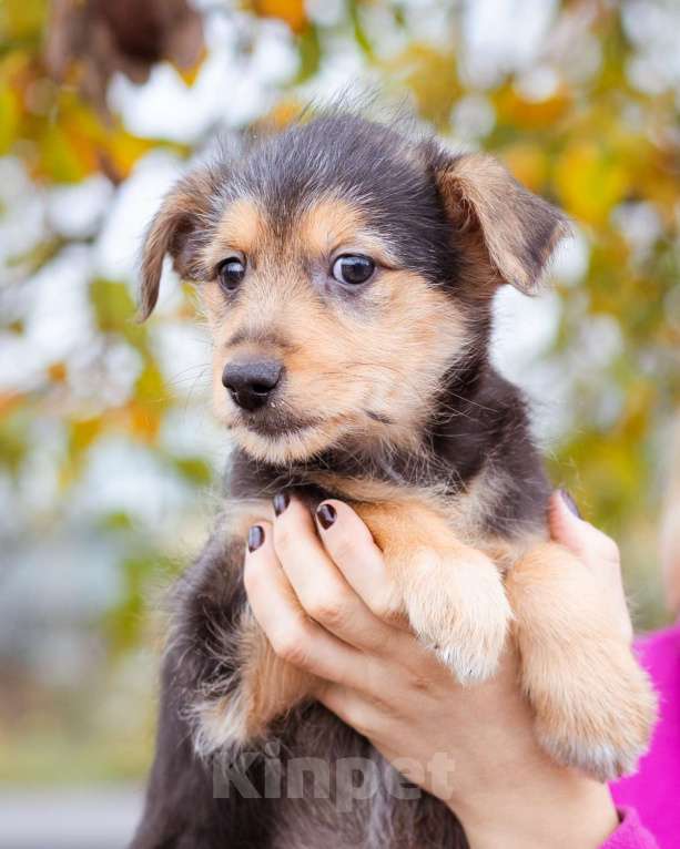Собаки в Москве: Маленький щенок в добрые  руки Мальчик, Бесплатно - фото 5