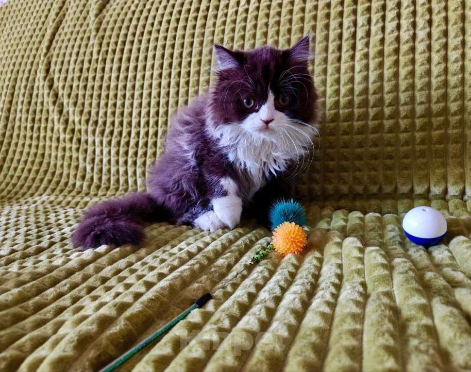 Кошки в Москве: котик Мальчик, 40 000 руб. - фото 1