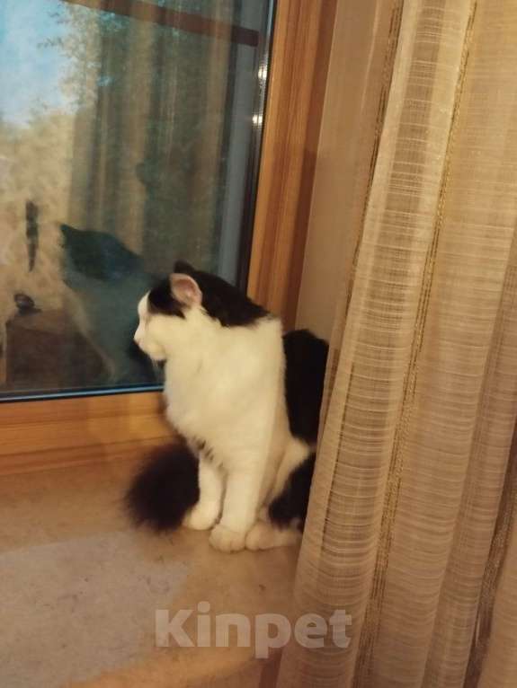 Кошки в других городах Московской области: ПРОПАЛ КОТ  Мальчик, 20 000 руб. - фото 2