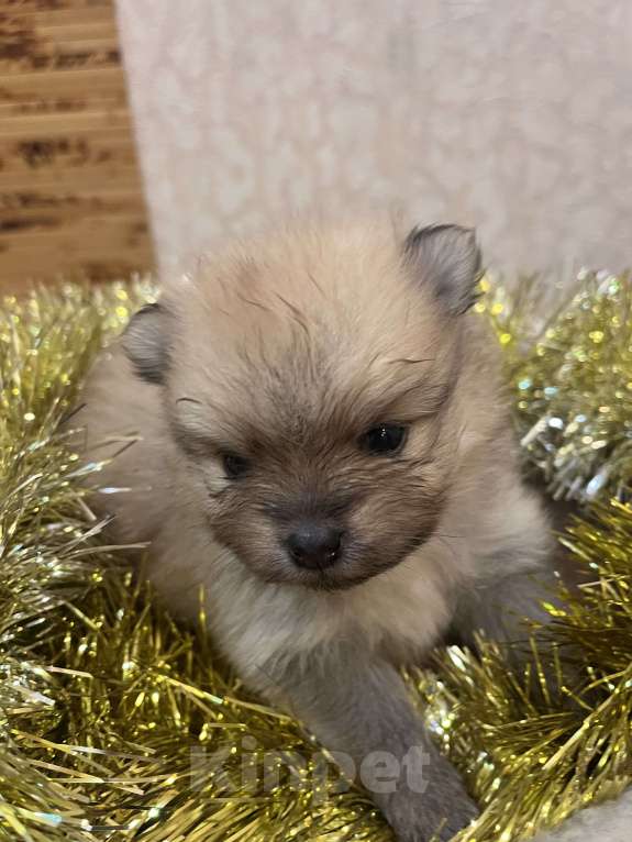 Собаки в Сургуте: НЕМЕЦКИЙ ШПИЦ  Девочка, 35 000 руб. - фото 2