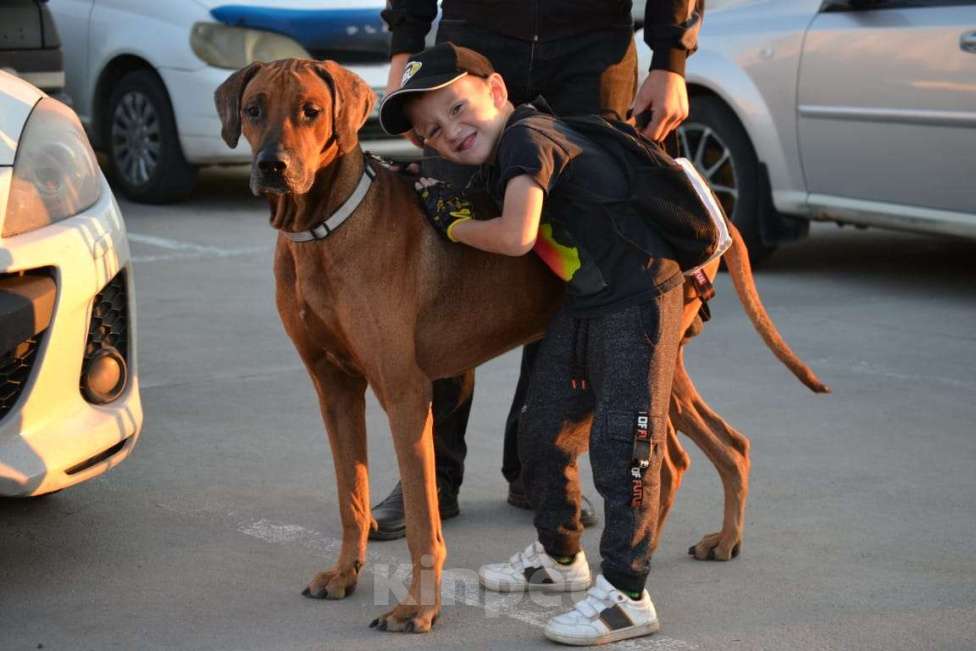 Собаки в Новосибирске: Родезийский риджбек кобель ищет дом Мальчик, 1 руб. - фото 1