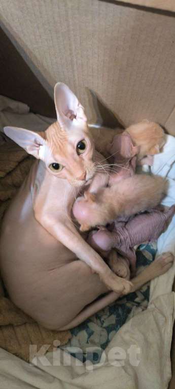 Кошки в Санкт-Петербурге: Котята донского сфинкса Разнополые, 17 000 руб. - фото 1
