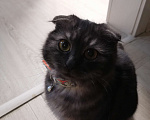 Кошки в Геленджике: Британец вислоухий вязка Мальчик, 1 000 руб. - фото 1
