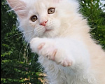 Кошки в Санкт-Петербурге: Тимьян - котенок мейн-кун Мальчик, 55 000 руб. - фото 1