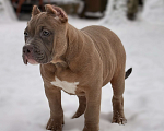 Собаки в других городах Московской области: Американский булли Мальчик 1 Мальчик, 250 000 руб. - фото 3