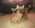 Собаки в Чехове: щенки французского бульдога. Девочка, 60 000 руб. - фото 5