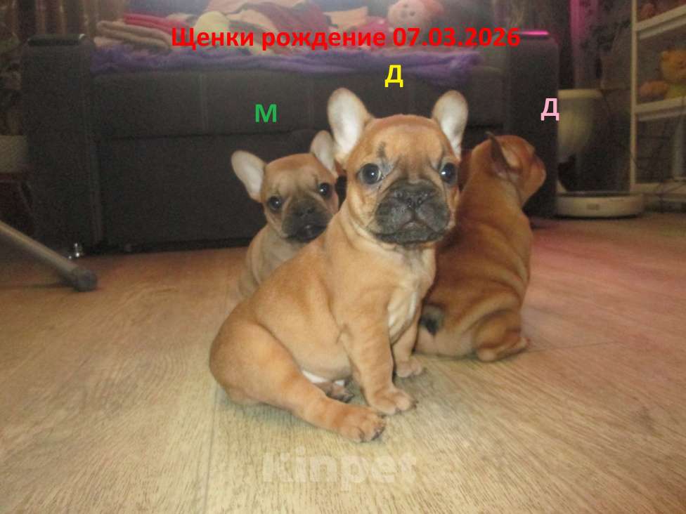 Собаки в Чехове: щенки французского бульдога. Девочка, 60 000 руб. - фото 5