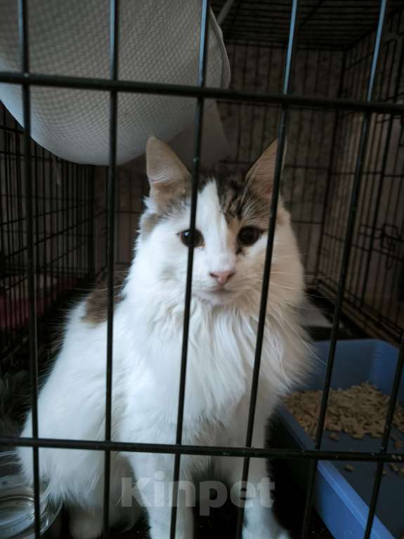 Кошки в Санкт-Петербурге: Два брата шикарнейшие добряки Мальчик, 100 руб. - фото 4