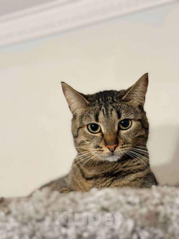 Кошки в Балашихе: Вента Девочка, Бесплатно - фото 7