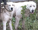 Собаки в Костроме: Инструктор по вязке, 2 000 руб. - фото 1