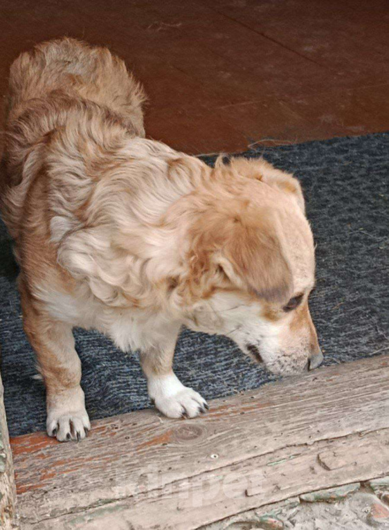 Собаки в Москве: Маленький пёсик ищет дом Мальчик, 100 руб. - фото 6