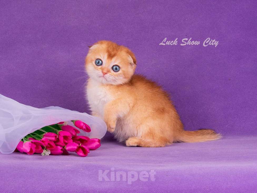 Кошки в Санкт-Петербурге: Золотой скоттиш-фолд Мальчик, Бесплатно - фото 6