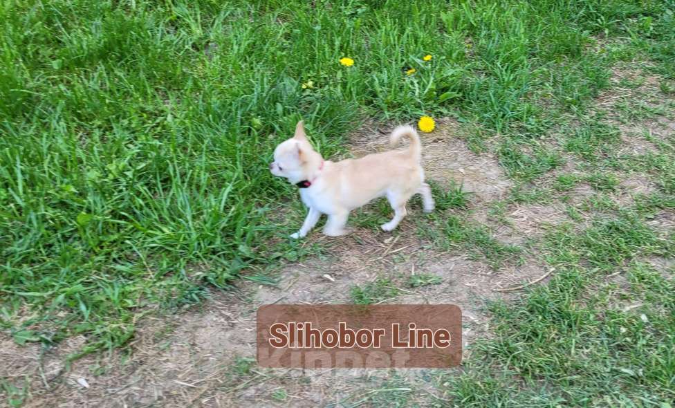 Собаки в Москве: Кобель Чихуахуа для вязки Мальчик, Бесплатно - фото 3