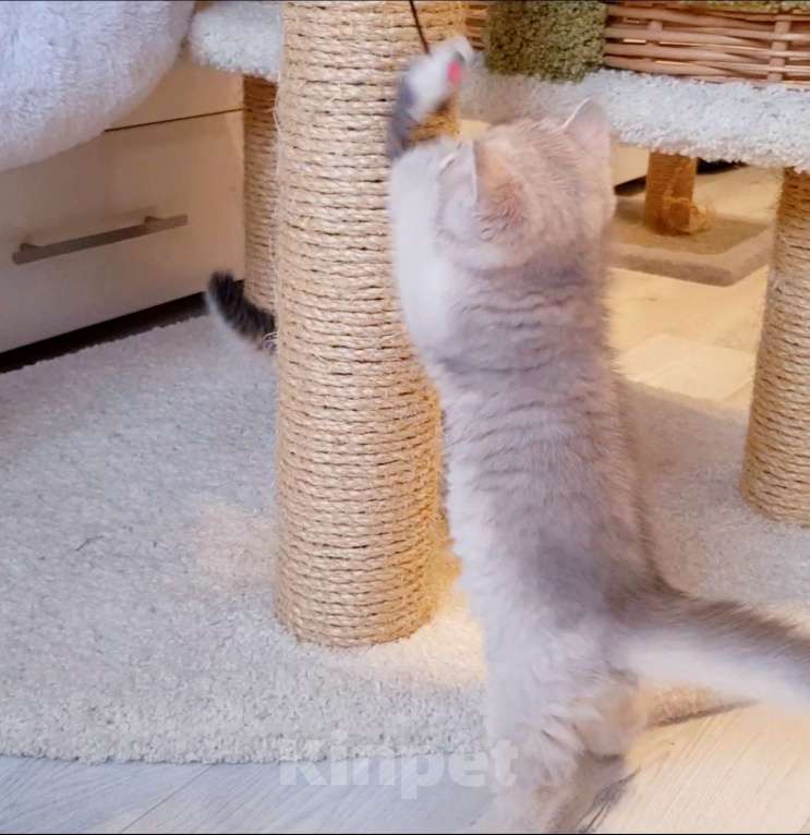 Кошки в Якутске: Золотая шиншилла Мальчик, 60 000 руб. - фото 7