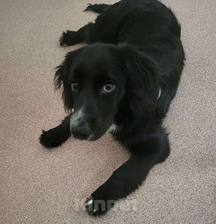 Собаки в Санкт-Петербурге: СРОЧНО ОТДАМ СОБАКУ В ДОБРЫЕ РУКИ Мальчик, Бесплатно - фото 1