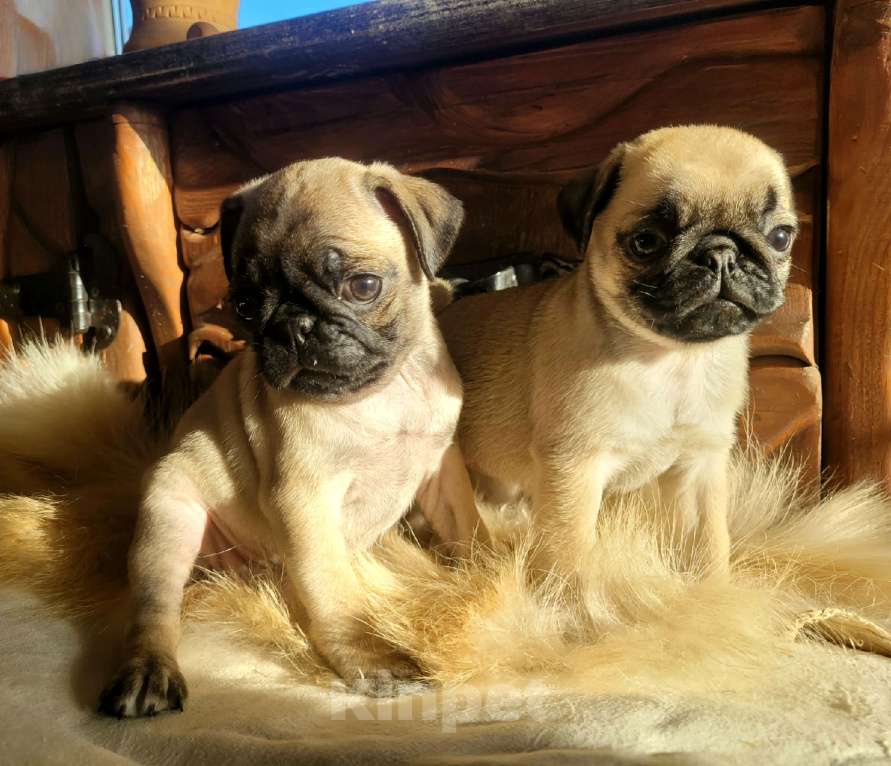 Собаки в других городах Краснодарского края: Щенки королевского мопса Мальчик, 50 000 руб. - фото 3