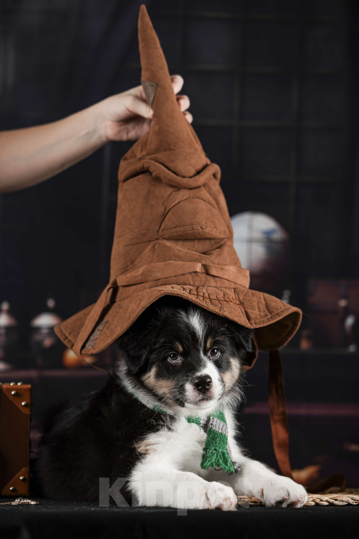 Собаки в других городах Самарской области: Щенок Аусси мальчик Мальчик, 60 000 руб. - фото 4