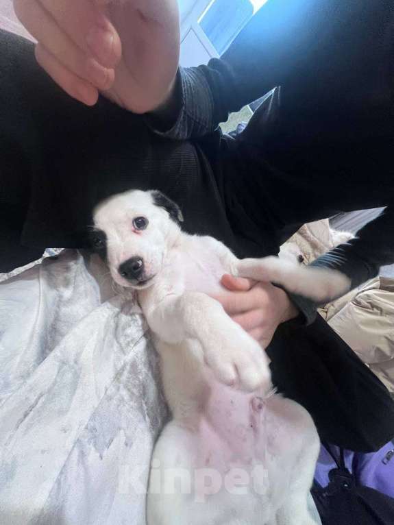 Собаки в Липецке: Щенок в добрые руки Мальчик, Бесплатно - фото 2