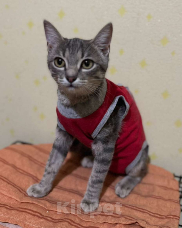 Кошки в Москве: Девочка-котенок Ромашка ищет дом Девочка, Бесплатно - фото 3