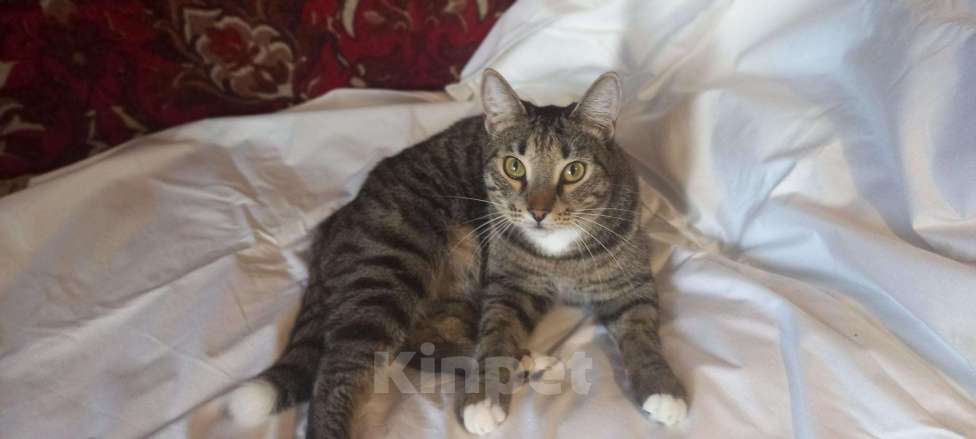 Кошки в Североморске: Отдам котика в хорошие руки, Бесплатно - фото 1