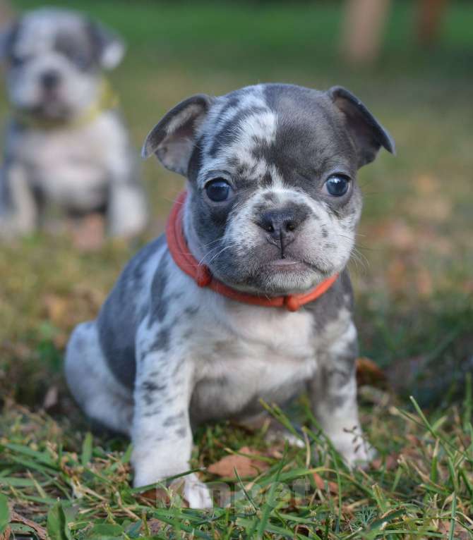 Собаки в Москве: Летние щенки Девочка, 65 000 руб. - фото 4