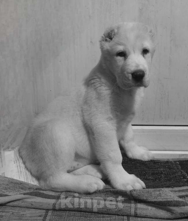 Собаки в Перми: щенок САО алабай Девочка, Бесплатно - фото 1