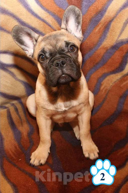 Собаки в Липецке: Французский бульдог. Щенки "соболиного окраса" Мальчик, 80 000 руб. - фото 7