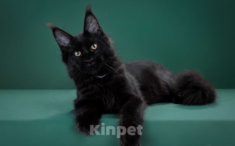 Кошки в Красногорске: Котенок девочка Девочка, Бесплатно - фото 4