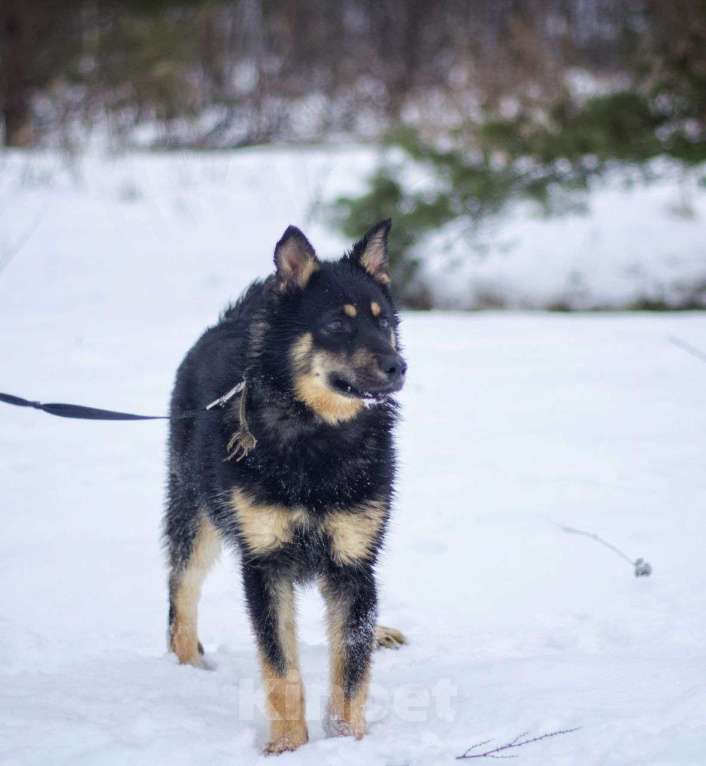 Собаки в Наро-Фоминске: Дина: щенок, подросток девочка. Метис овчарки. Девочка, Бесплатно - фото 3