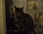 Кошки в Сыктывкаре: Отдам кота Мальчик, Бесплатно - фото 1